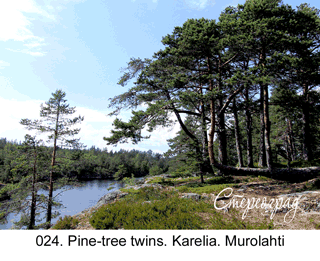 <b>024. </b>Pine-tree twins. Karelia. Murolahti. (3D shooting : with step to step moving). 2014. 70x50 cm.<br>
 Price - <b>17500</b> roubles unframed