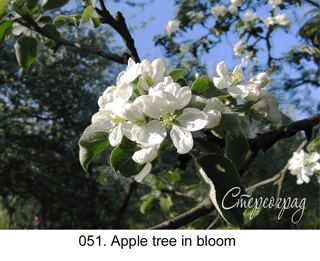 <b>051.</b> Apple tree in bloom. (3D shooting : with step to step moving). 2010. 70x50 cm.<br>
 Price - <b>17500</b> roubles unframed