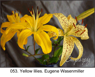<b>053.</b> Yellow lilies. Eugene WASENMILLER (3D shooting : with step to step moving). 2008. 70x50 cm.<br>
 Price - <b>17500</b> roubles unframed