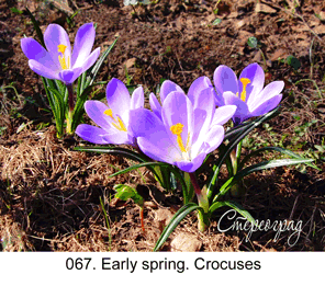 <b>067. </b> Early spring. Crocuses. (2D-3D conversion, 2016). 58x45 cm.<br>
Price - <b> 13500</b> roubles unframed